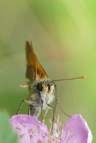 Réf. 235 442 : Thymelicus sylvestris